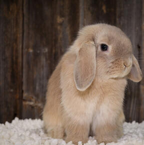 Bunnies