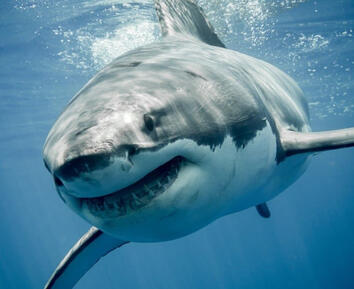 Sharks