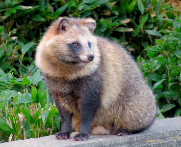 Tanuki