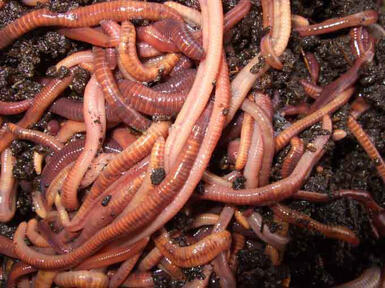 Worms