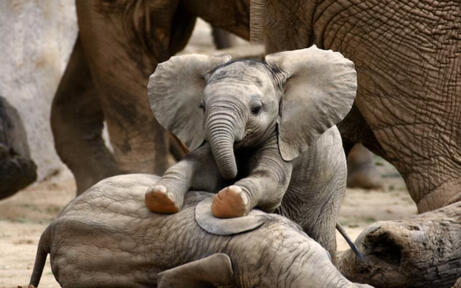 Elephants